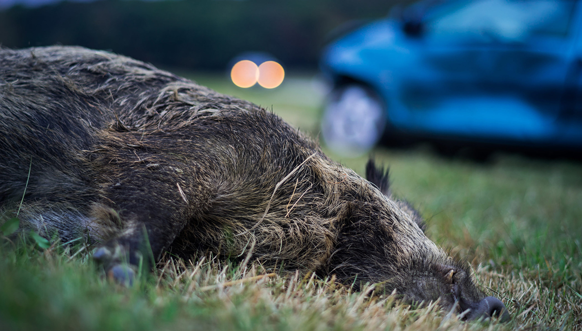 Incidente Stradale con animale selvatico